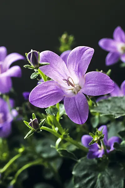399022 - Dalmatian bellflower (Campanula portenschlagiana)