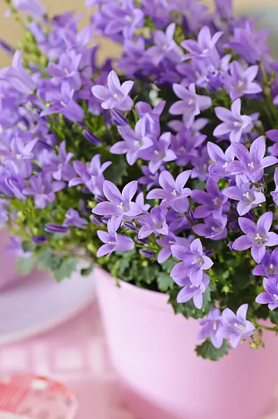 484001 - Dalmatian bellflower (Campanula portenschlagiana)