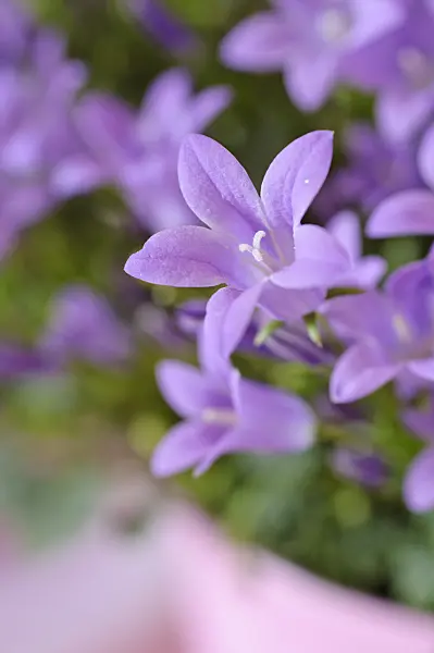 484002 - Dalmatian bellflower (Campanula portenschlagiana)