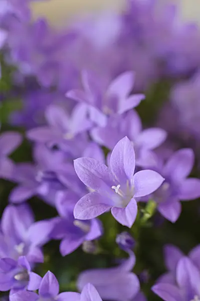 484003 - Dalmatian bellflower (Campanula portenschlagiana)