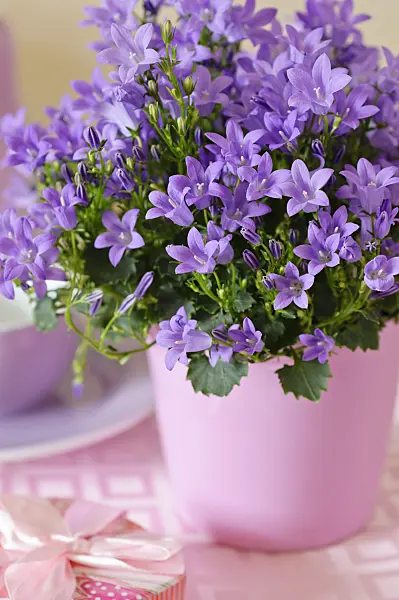 484004 - Dalmatian bellflower (Campanula portenschlagiana)