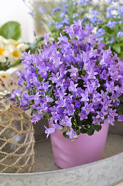 484047 - Dalmatian bellflower (Campanula portenschlagiana)
