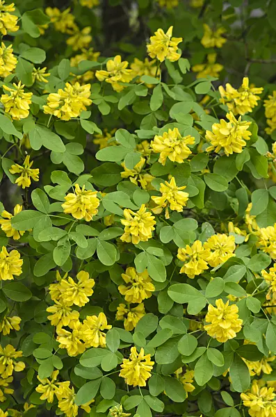 520239 - Dalmatian laburnum (Petteria ramentacea)