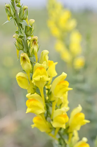 508208 - Dalmatian toadflax (Linaria dalmatica)