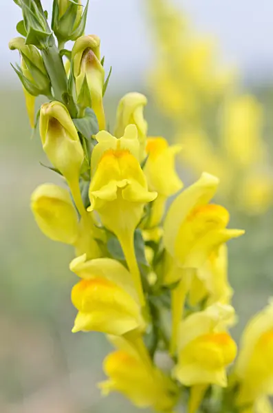 508209 - Dalmatian toadflax (Linaria dalmatica)