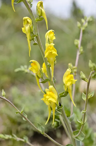 508401 - Dalmatian toadflax (Linaria dalmatica)