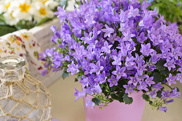 484046 - Dalmatiner Glockenblume (Campanula portenschlagiana)