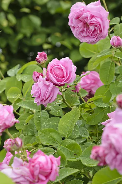 521253 - Damask rose (Rosa x damascena 'Marie Louise')