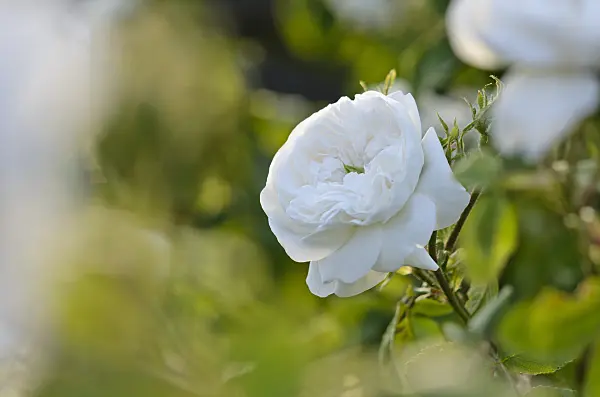 521054 - Damask rose (Rosa x damascena 'Mme Hardy')