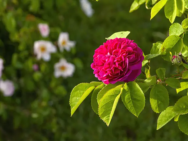 460169 - Damask rose (Rosa x damascena 'Rose de Resht')