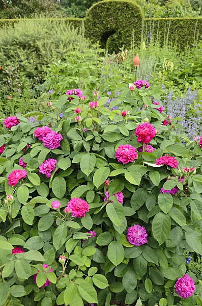 521079 - Damask rose (Rosa x damascena 'Rose de Resht')