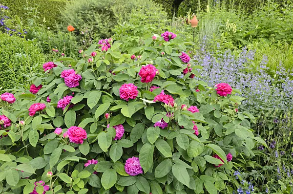 521080 - Damask rose (Rosa x damascena 'Rose de Resht')