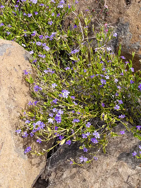 455328 - Dampiera stricta