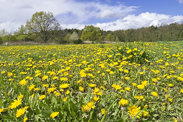 531225 - Dandelion (Taraxacum), Brandenburg, Germany