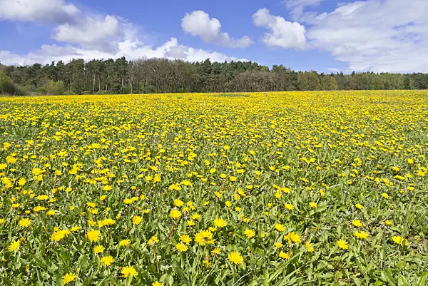 531226 - Dandelion (Taraxacum), Brandenburg, Germany