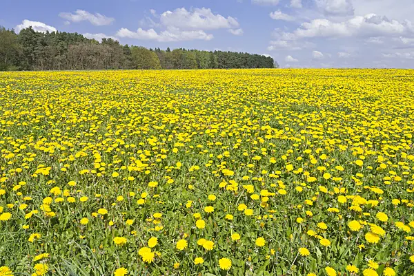 531227 - Dandelion (Taraxacum), Brandenburg, Germany