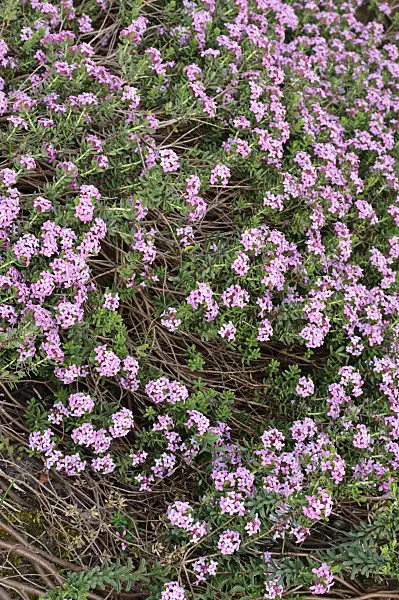 471347 - Daphné camélée (Daphne cneorum)