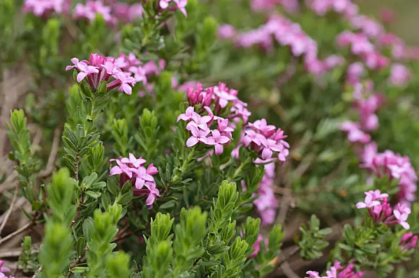 484038 - Daphné camélée (Daphne cneorum)