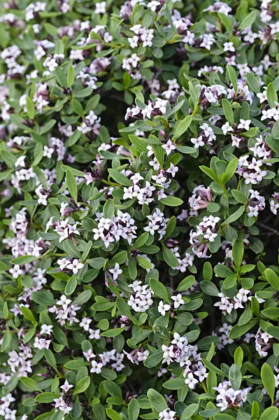 484187 - Daphne (Daphne reichsteinii)