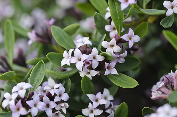 484188 - Daphne (Daphne reichsteinii)