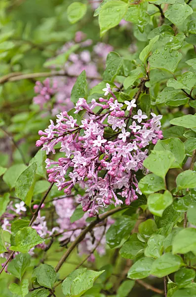 508065 - Daphne lilac (Syringa microphylla)
