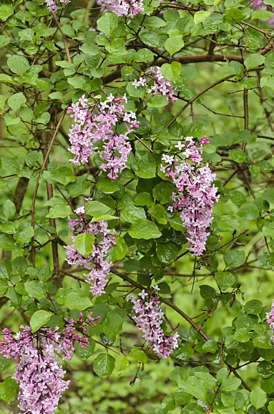 508066 - Daphne lilac (Syringa microphylla)