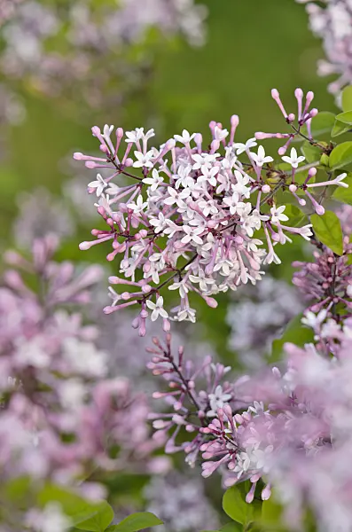 520193 - Daphne lilac (Syringa microphylla)