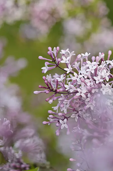 520194 - Daphne lilac (Syringa microphylla)