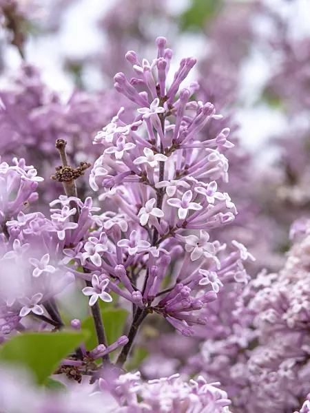 437395 - Daphne lilac (Syringa microphylla 'José')