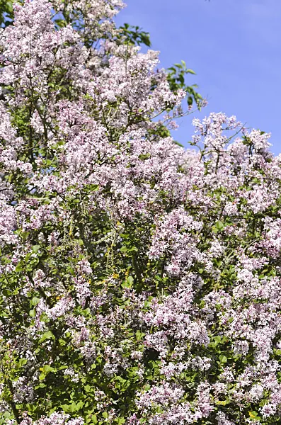 508089 - Daphne lilac (Syringa microphylla 'José')