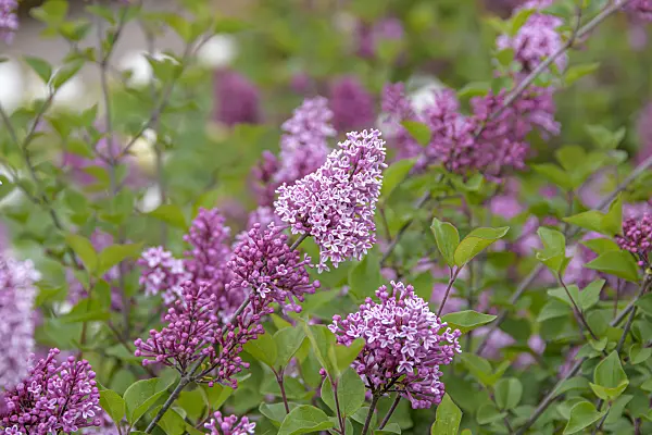 607215 - Daphne lilac (Syringa microphylla 'José')
