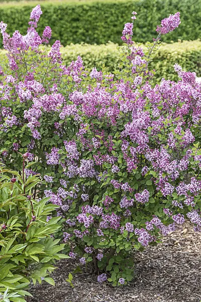 625381 - Daphne lilac (Syringa microphylla 'José')