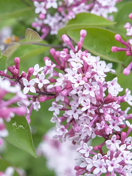 437368 - Daphne lilac (Syringa microphylla 'Superba')