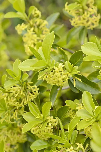 531139 - Daphné pontique (Daphne pontica)