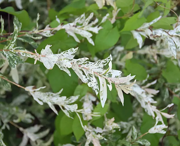 454093 - Dappled willow (Salix integra 'Hakuro Nishiki')