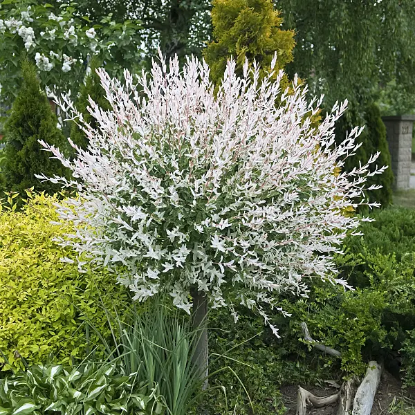 490171 - Dappled willow (Salix integra 'Hakuro Nishiki')