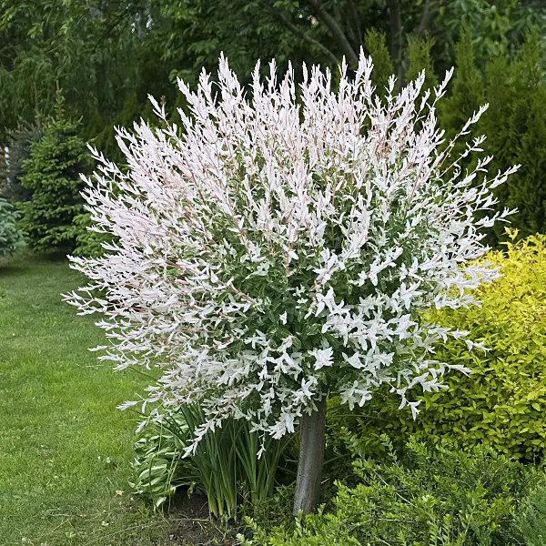 490172 - Dappled willow (Salix integra 'Hakuro Nishiki')