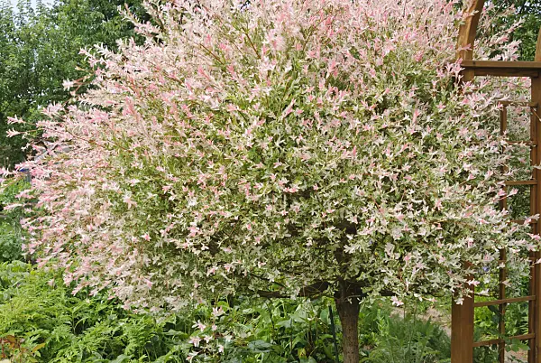 500190 - Dappled willow (Salix integra 'Hakuro Nishiki')