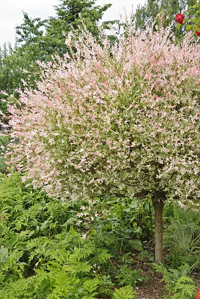 500191 - Dappled willow (Salix integra 'Hakuro Nishiki')