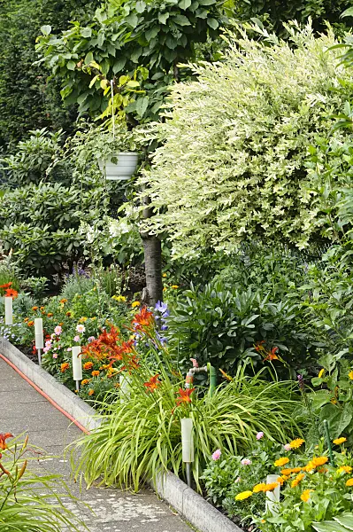 474312 - Dappled willow (Salix integra 'Hakuro Nishiki') and day lilies (Hemerocallis)