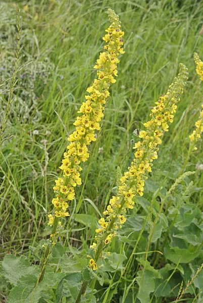 518009 - Dark mullein (Verbascum nigrum)