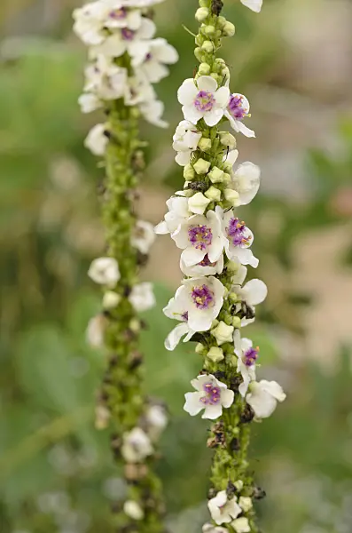 547322 - Dark mullein (Verbascum nigrum 'Album')