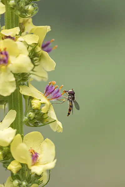 616456 - Dark mullein (Verbascum nigrum) with hover fly