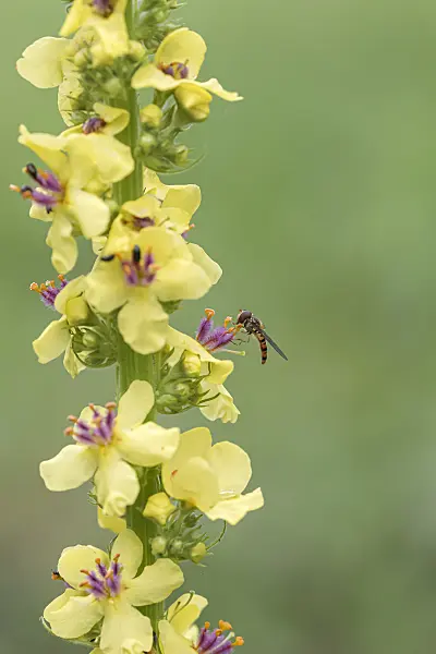 616457 - Dark mullein (Verbascum nigrum) with hover fly