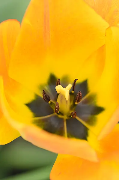 531066 - Darwin-Hybrid-Tulpe (Tulipa Lefeber's Favourite)
