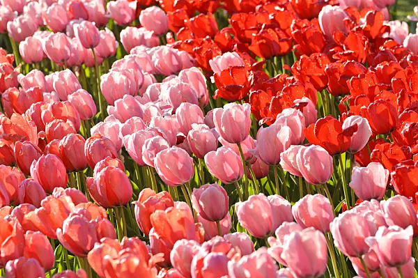 484051 - Darwin-Hybrid-Tulpe (Tulipa Salmon Impression, Tulipa Pink Impression und Tulipa Red Impression)