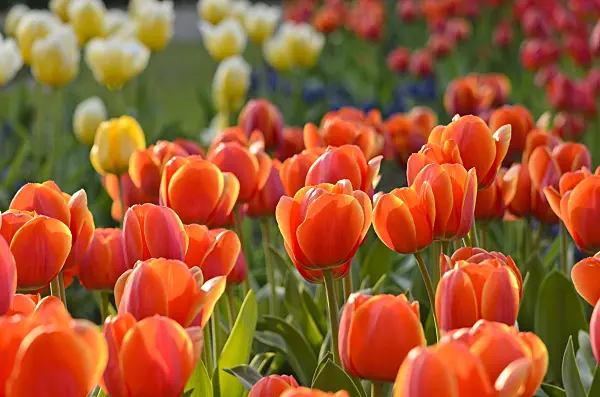 520060 - Darwin tulip (Tulipa Ad Rem)