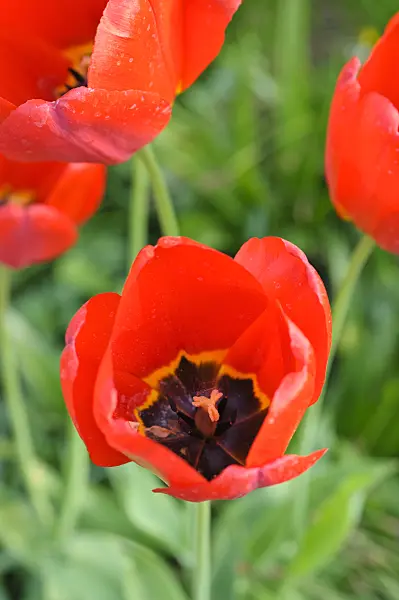 471254 - Darwin tulip (Tulipa Apeldoorn)