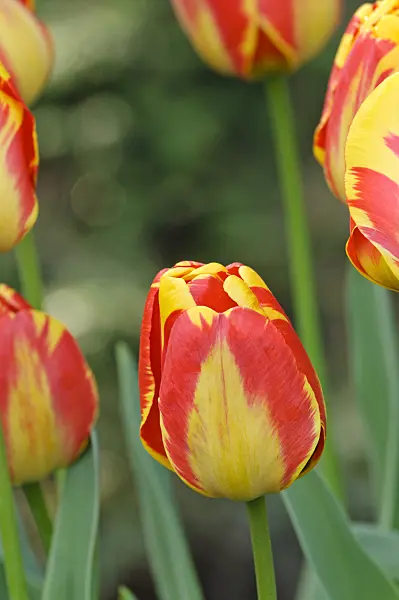 471223 - Darwin tulip (Tulipa Apeldoorn's Elite)