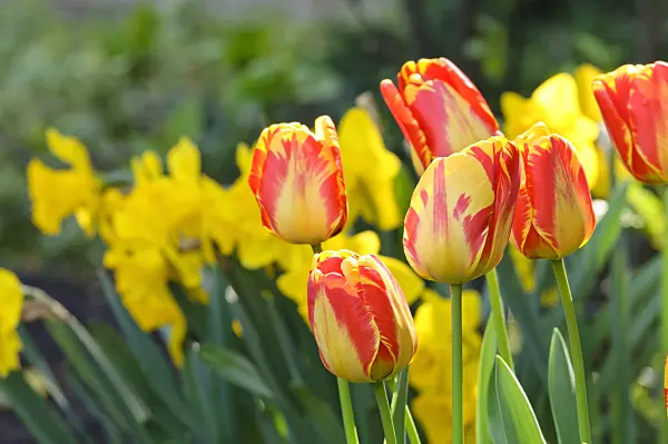 471226 - Darwin tulip (Tulipa Apeldoorn's Elite)